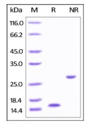Human Activin A,Tag Free, low endotoxin on SDS-PAGE under reducing (R) and non-reducing (NR) conditions. The gel was stained overnight with Coomassie Blue. The purity of the protein is greater than 95%.